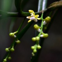 <i>Cleisostoma tenuifolium</i>  (L.) Garay